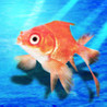 GOLDFISH SCOOPING Image