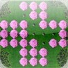 a Pink Rose Peg ! Image