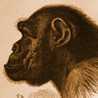 Ape Test Image