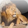 Safari Spot the Difference Image