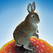 Jackrabbit Sunshine Image