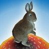 Jackrabbit Sunshine Image