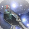 Raider Pheasant Image
