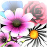 Flowerpatch Image