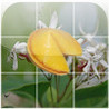 Fortune Slide Image