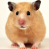 Mouse Frenzy Image