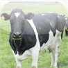 Cows and Bulls Image