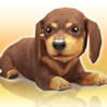 My Dog My Room Image