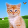 Kitty Chorus Image