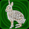 Shoot The Rabbit Image