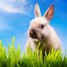 Los Animales Image