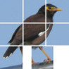 Q's Slider Puzzle: iLove Birds Image