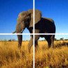 Animal Puzzle: Worldwide Image