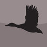 Fun Duck Hunter Image