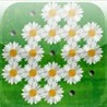 a Daisy Peg ! Image