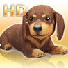 My Dog My Room HD Image