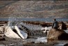 Leviathan Image