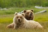 Bears Image