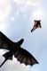 How to Train Your Dragon 2 Image