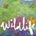 Wildlife Image