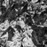 V Image