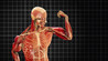 Human Body: Pushing the Limits Image