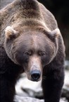 The Grizzly Man Diaries Image