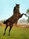 Black Beauty Image