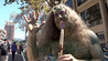America Wild and Wacky Image