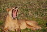 Mutual Of Omaha's Wild Kingdom Image