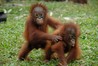 Orangutan Island Image