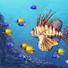 King Fish Image