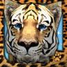 Virtual Pet Tiger Image