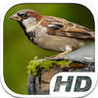Sparrow Bird Simulator HD Animal Life Image