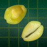 AshtaChemma Pro Image