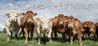 The Cows Are Watching Image