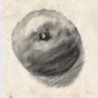 Still Life Image