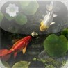 My Fishpond Image