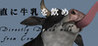 Directly Drink Milk from Cow Image