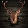 Ace Deer Hunter Image