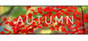 Autumn Image