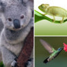 Hey! Guess the Animal HD - What's the creature in the pic-ture play and crack that trivia quiz Image