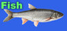 Fish (cooldev)