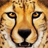 Ultimate Savanna Simulator Image