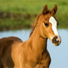 Pony Puzzle Image