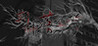Dust On Thorn Image