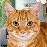 A Pet Cat HD Image