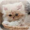 Cats Spot the Difference Image