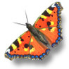 iButterfly Image