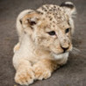 Kids Puzzle Teach me Zoo: Learn about funny zoo animals like the lion, the tiger and the monkey Image